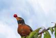 Как отпугнуть птиц от ягод в саду – способы борьбы Дрозды на участке