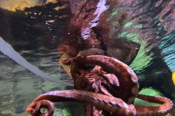 Кракен krakens13 at
